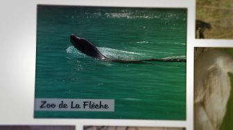 Diaporama de photos d'animaux du zoo de La Flèche