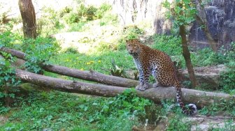 Timang - le léopard de Java
