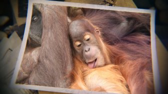 Zoo de La Boissière du Doré - La famille des orangs-outans