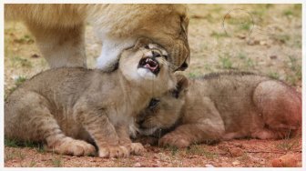 ZooParc de Beauval - La terre des lions (version enfant)