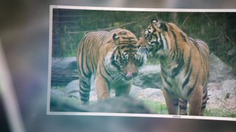 Zoo de La Flèche - Le tigre de Sumatra