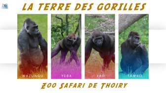 La terre des gorilles du ZooSafari de Thoiry