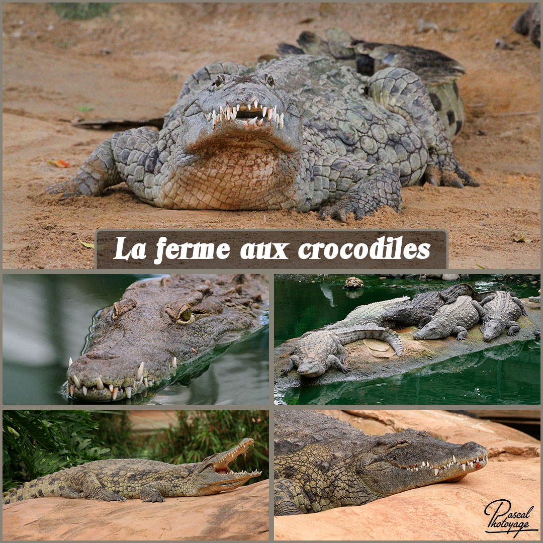 33134090_la_ferme_aux_crocodiles_01_-_layout_56_1080x1080.jpg