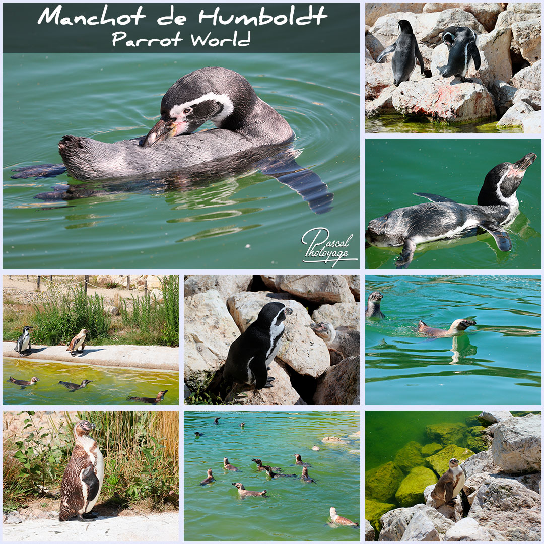 34104714_parrot_world_-_manchot_de_humboldt_01_-_layout_44_1080x1080.jpg