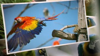 100 photos d'oiseaux colorés.