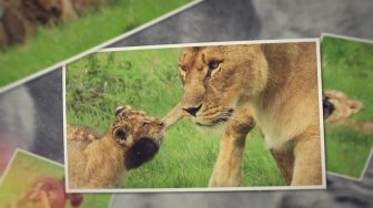 Les lionceaux du parc des félins nés le 30/08/2022. Photos prises le 29/10/2022