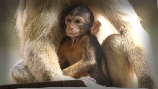 Album de 50 photos des macaques de Barbarie