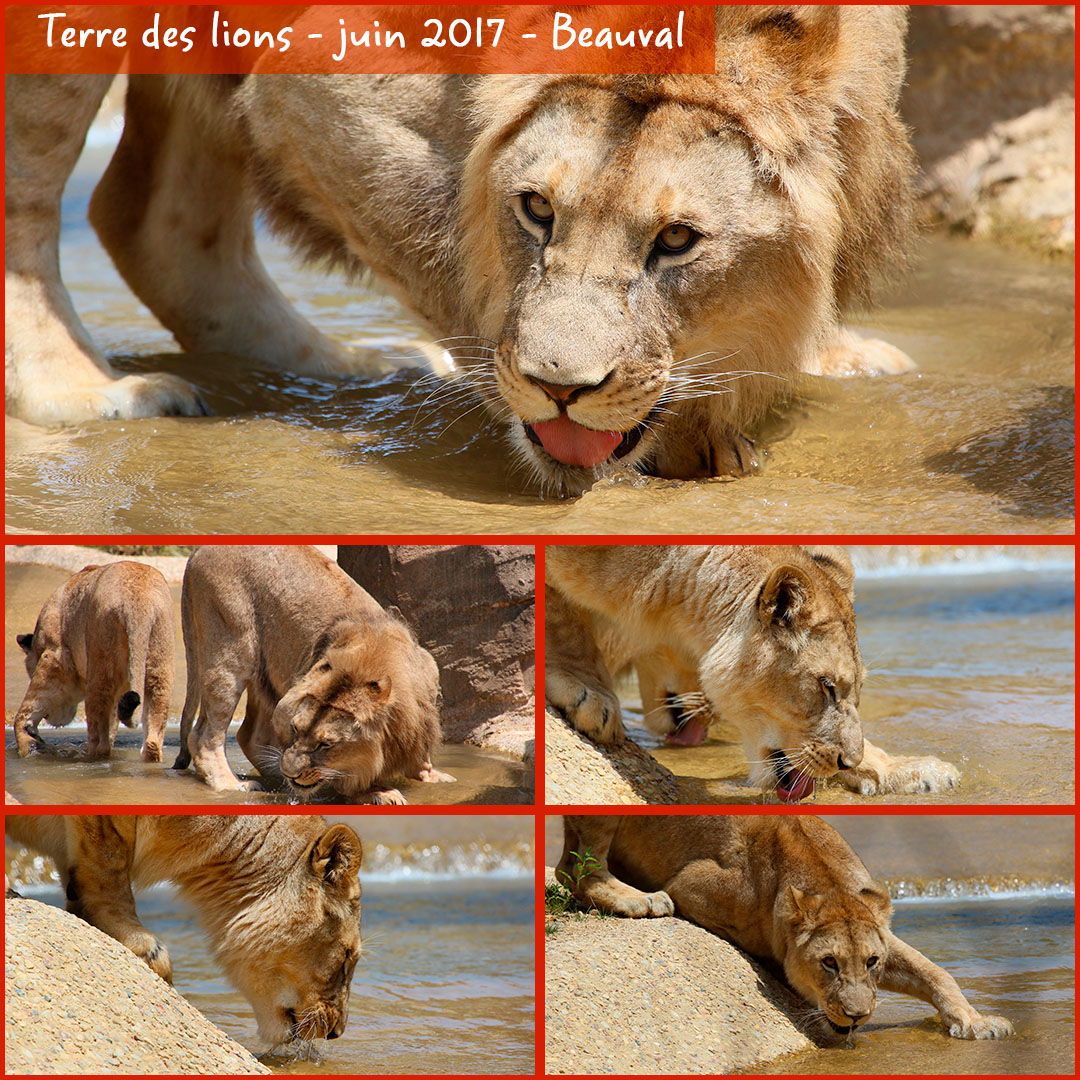 00290739_beauval_terre_des_lions_02_-_layout_56_1080x1080.jpg