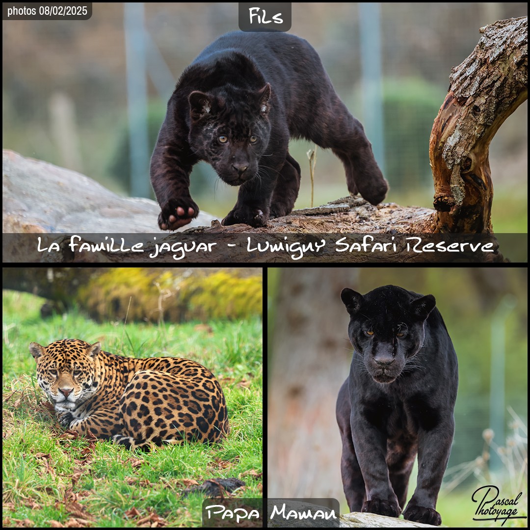 01272518_famille_jaguar_01_-_lumigny_safari_reserve_-_layout_73_1080x1080.jpg