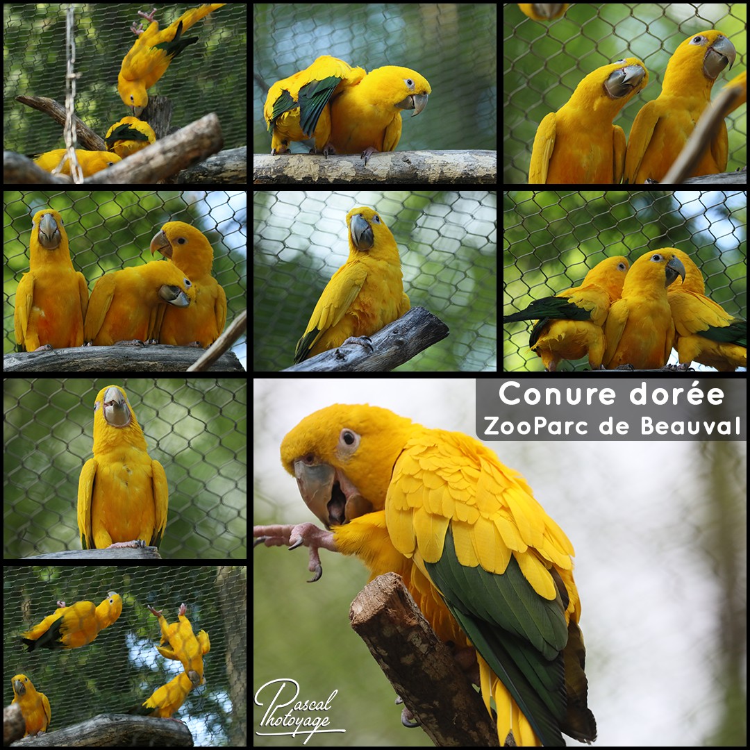 02131404_beauval_-_conure_doree_01_-_layout_45_1080x1080.jpg