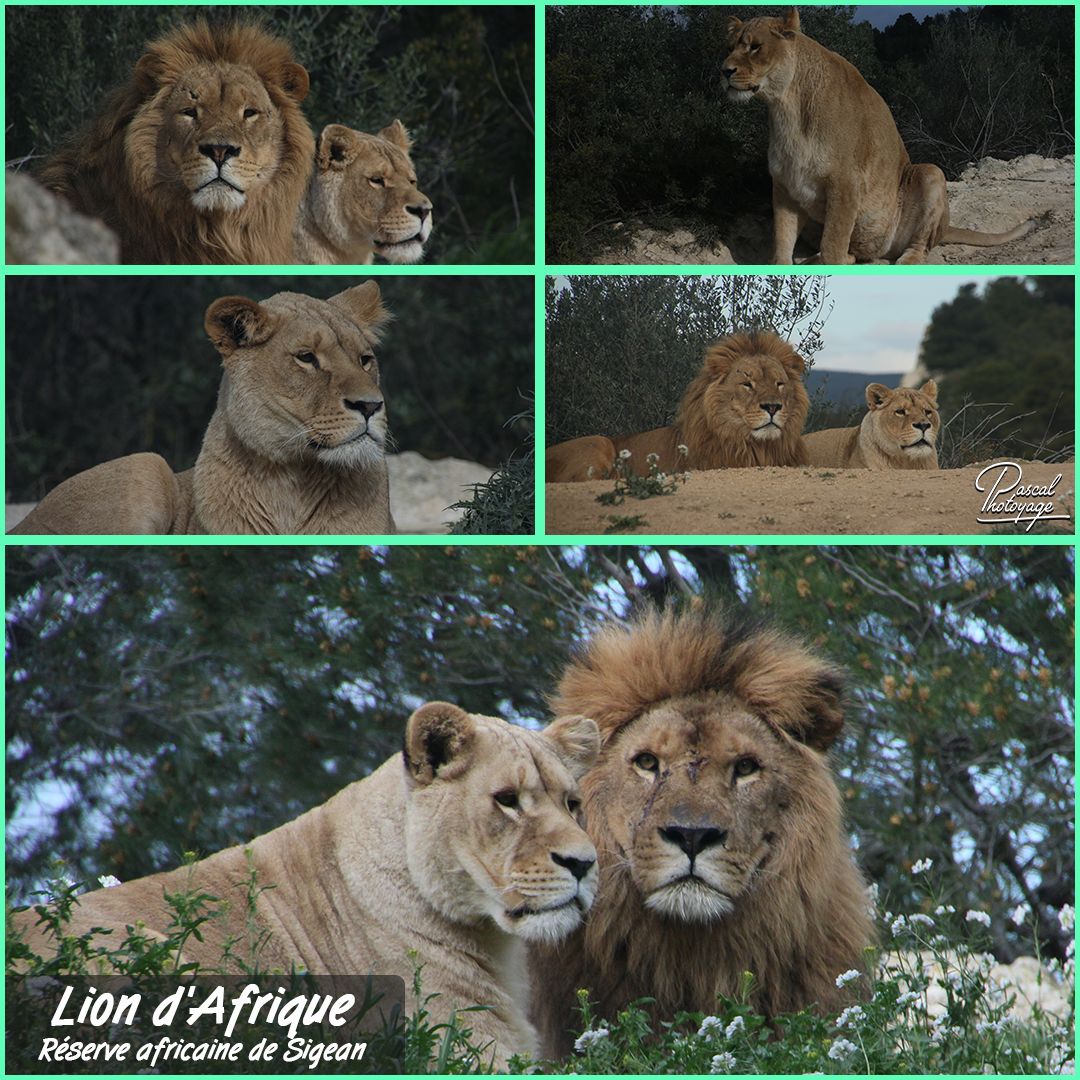 02197632_reserve_africaine_de_sigean_-_lion_d_afrique_01_-_layout_55_1080x1080.jpg