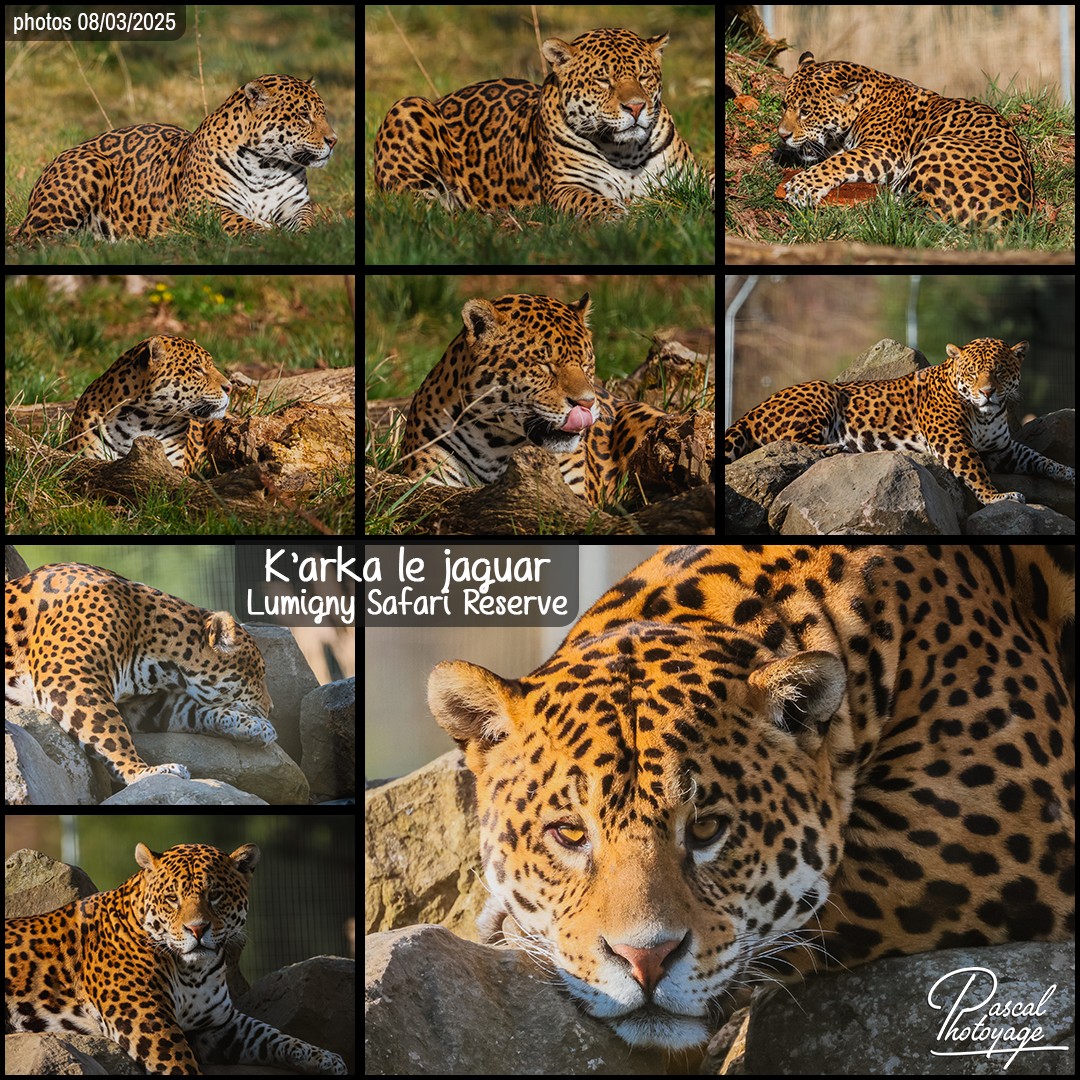 02710331_jaguar_karka_01_-_lumigny_safari_reserve_-_layout_45_1080x1080.jpg