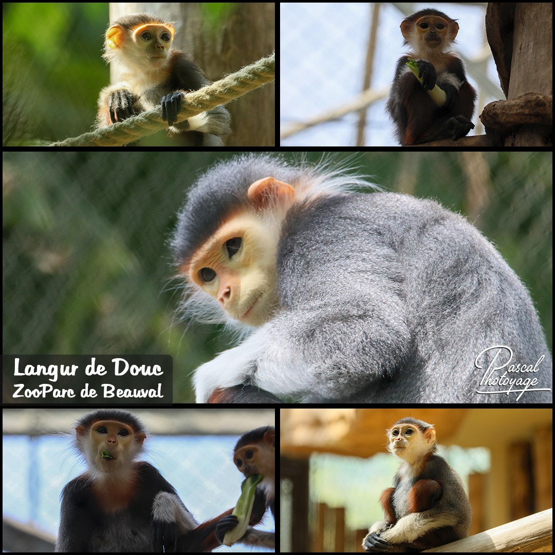 03260060_langur_de_douc_01-_zooparc_de_beauval_-_layout_15_1080x1080.jpg