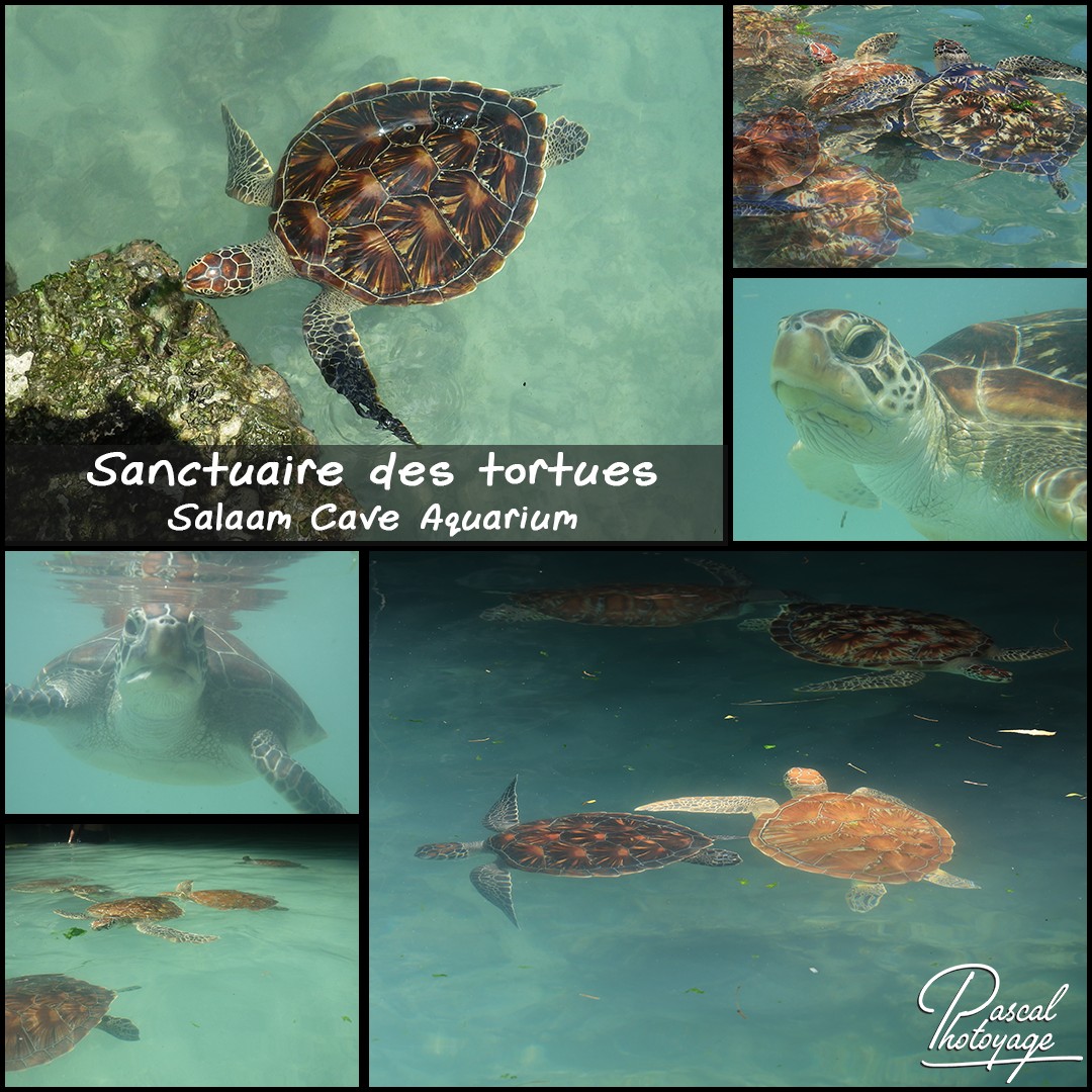 03413903_sanctuaire_des_tortues_01_-_layout_27_1080x1080.jpg