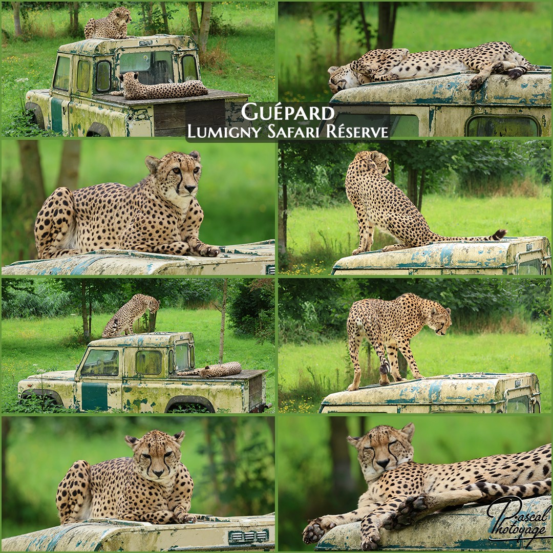 03766962_guepard_01_-_lumigny_safari_reserve_-_layout_54_1080x1080.jpg