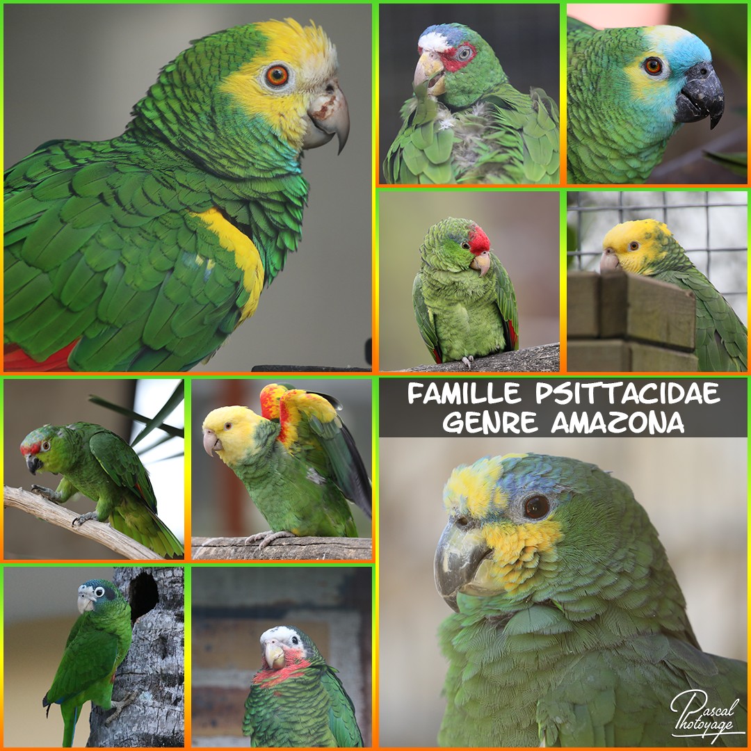 04103342_amazones_01_-_layout_48_1080x1080.jpg