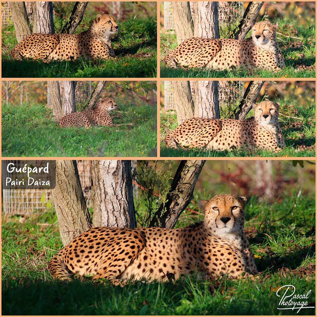 04832345_pairi_daiza_-_guepard_01_-_layout_55_1080x1080.jpg