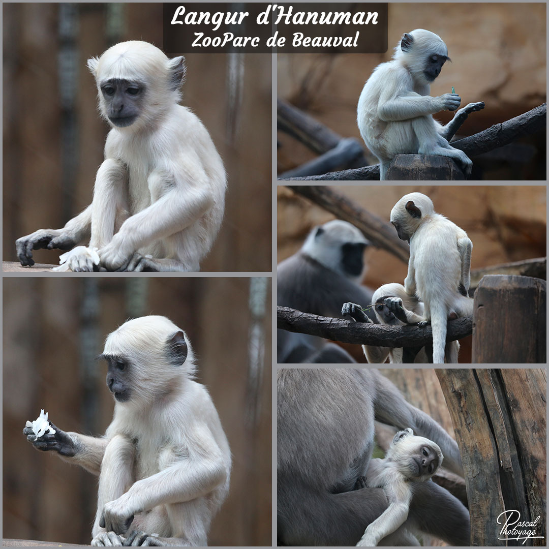 04955639_beauval_-_langur_d_hanuman_01_-_layout_18_1080x1080.jpg