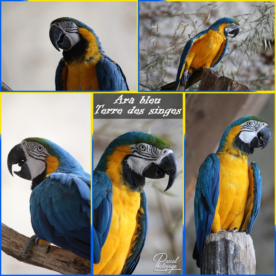 06258765_terre_des_singes_-_ara_bleu_01_-_layout_23_1080x1080.jpg