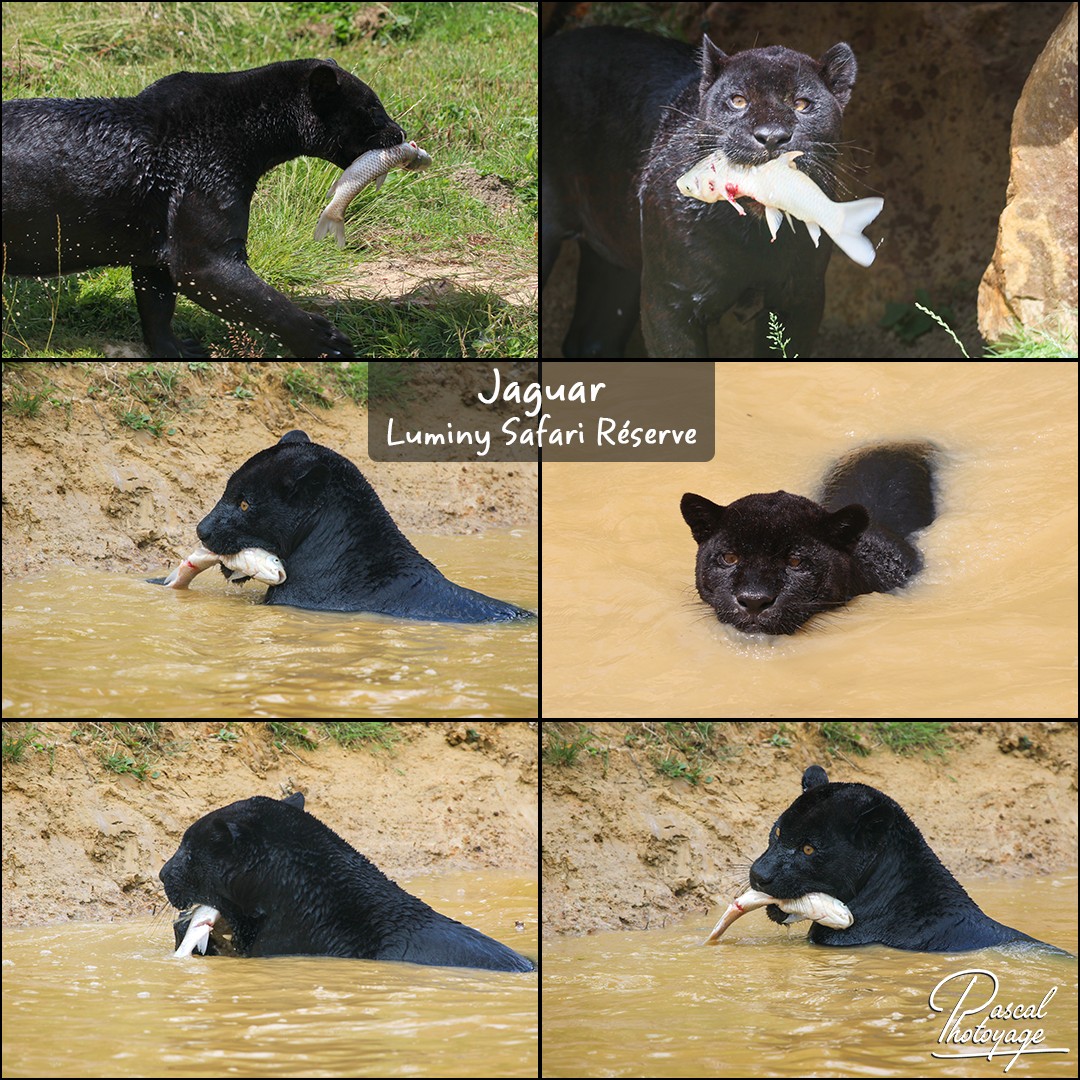 06516896_jaguar_01_-_lumigny_safari_reserve_-_layout_71_1080x1080.jpg