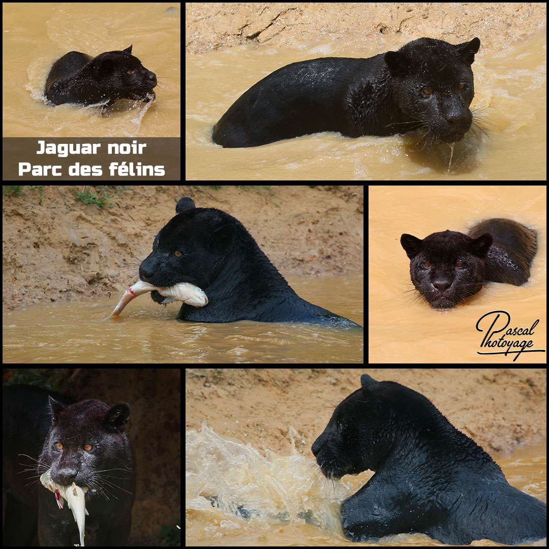 07009137_parc_des_felins_-_jaguar_noir_01_-_layout_29_1080x1080.jpg