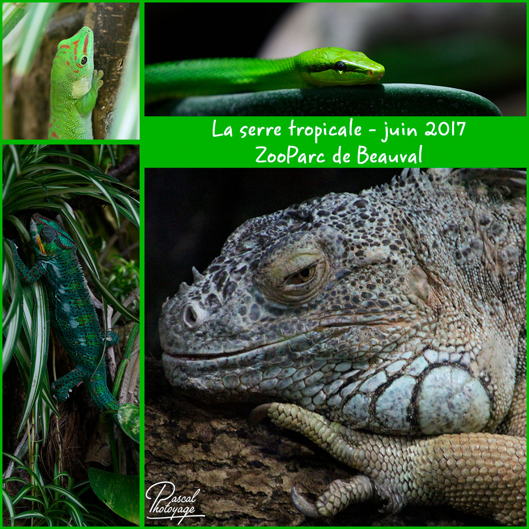 07431592_beauval_serre_tropicale_01_-_layout_07_1080x1080.jpg