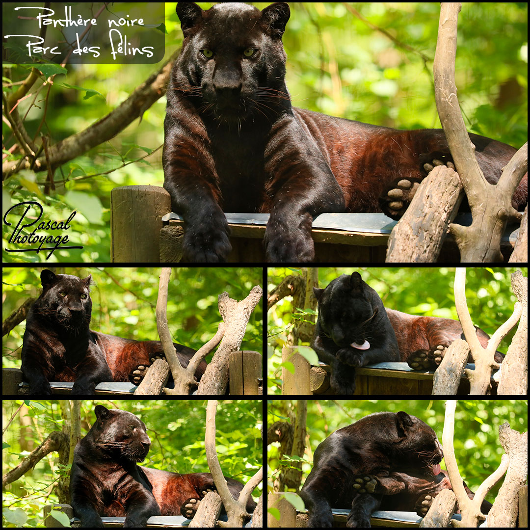 07624170_parc_des_felins_-_panthre_noire_-_layout_56_1080x1080.jpg