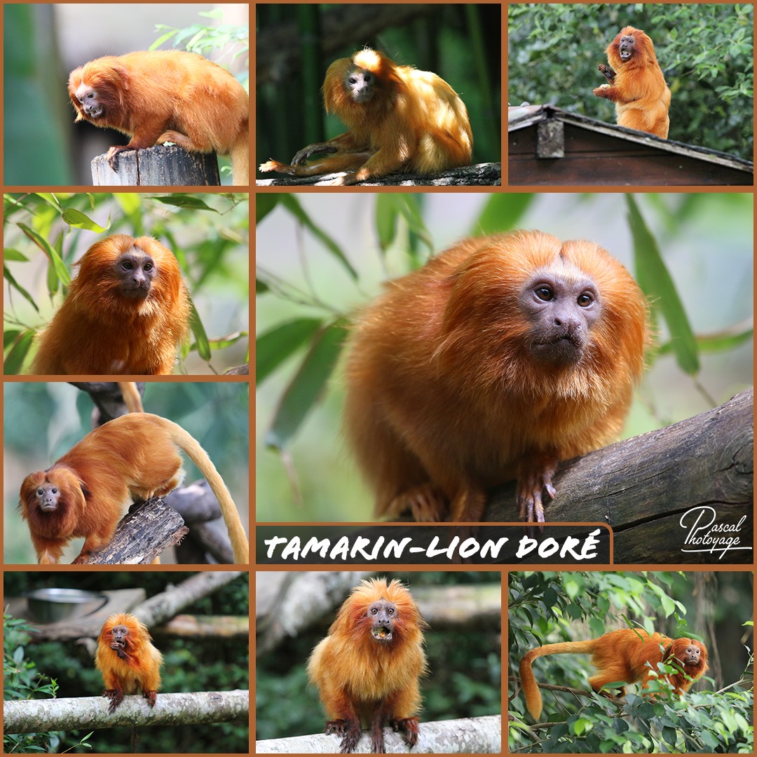 07780317_tamarin-lion_dore_01_-_layout_47_1080x1080.jpg