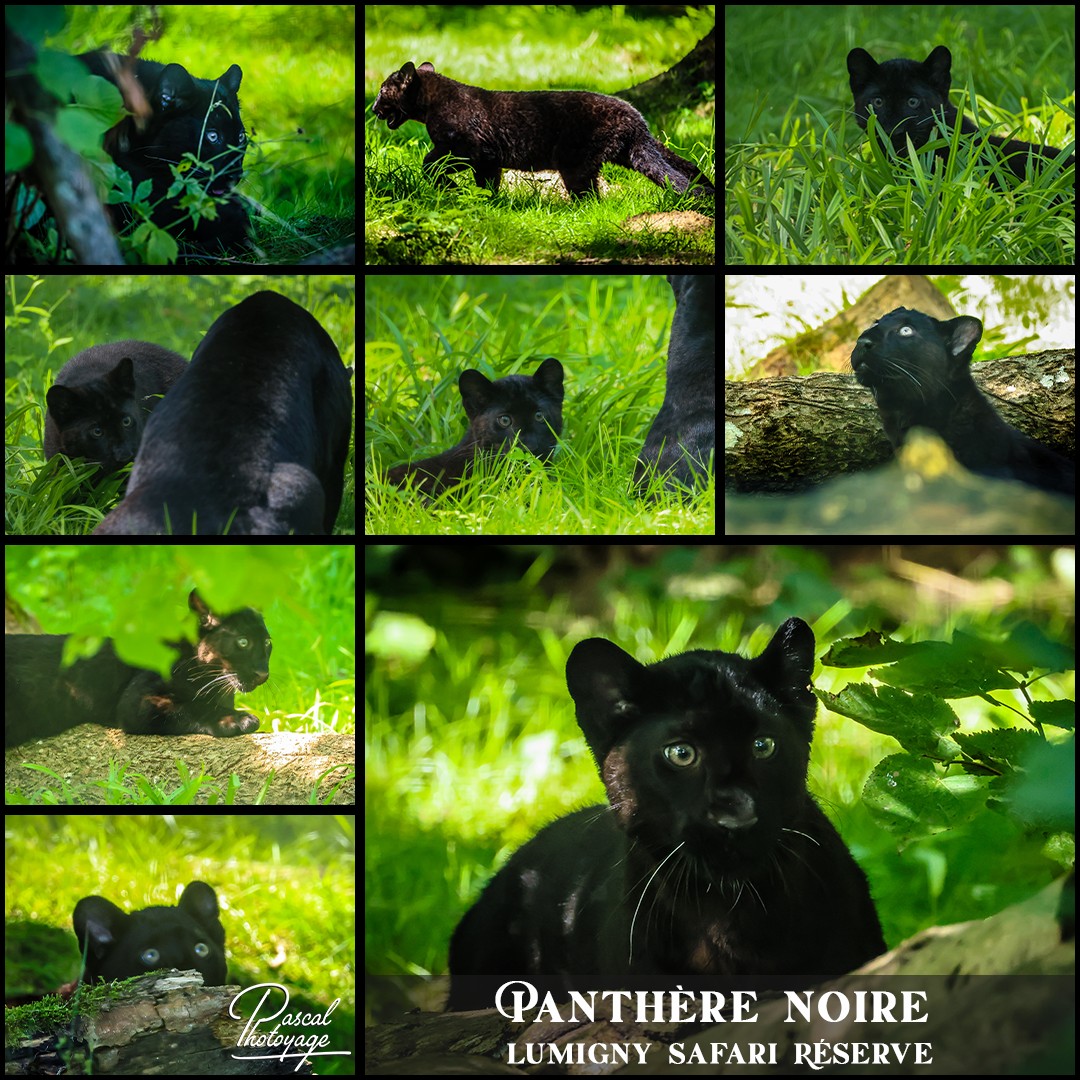 08773287_panthere_noire_01_-_lumigny_safari_reserve_-__layout_45_1080x1080.jpg