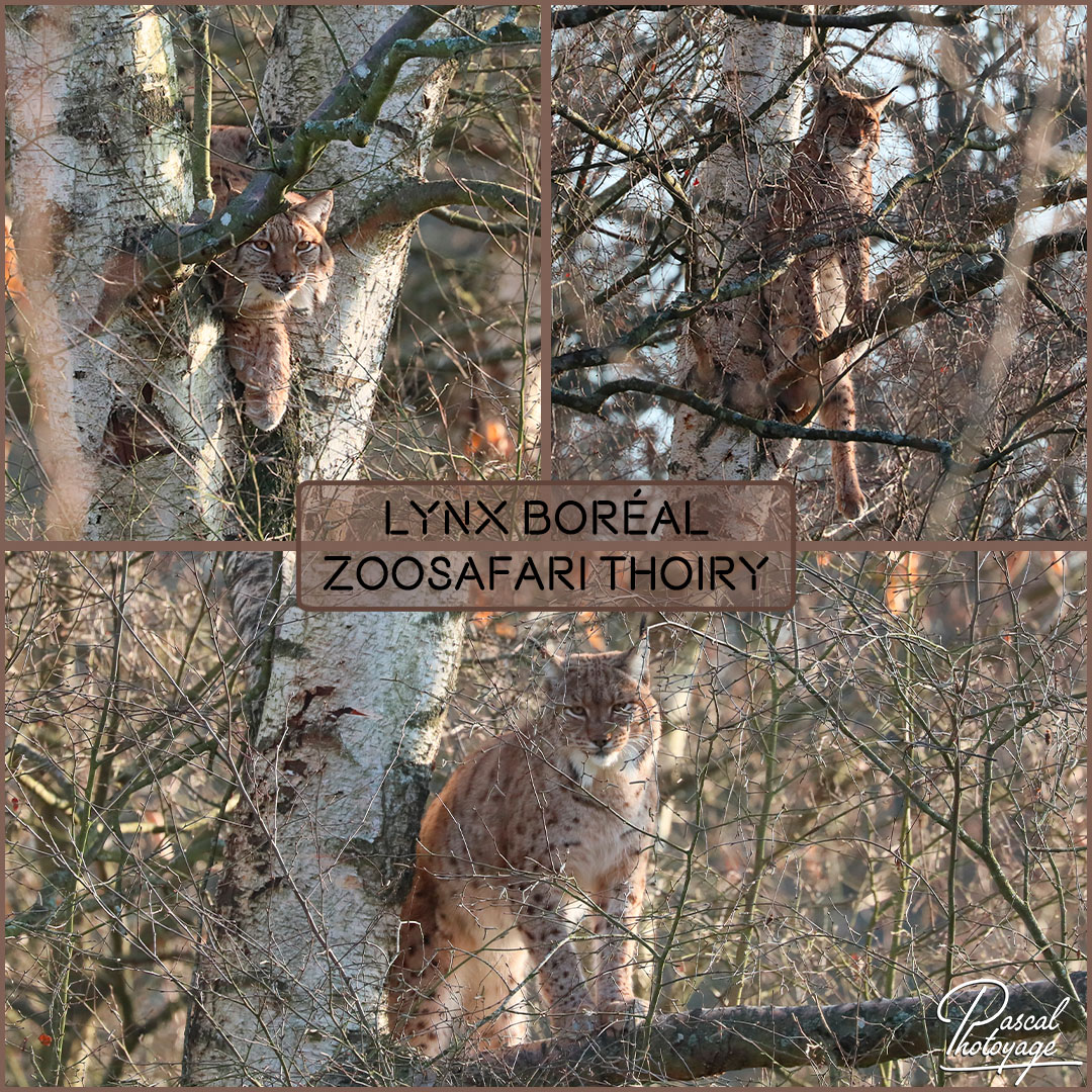 09139983_thoiry_-_lynx_boreal_01_-_layout_59_1080x1080.jpg