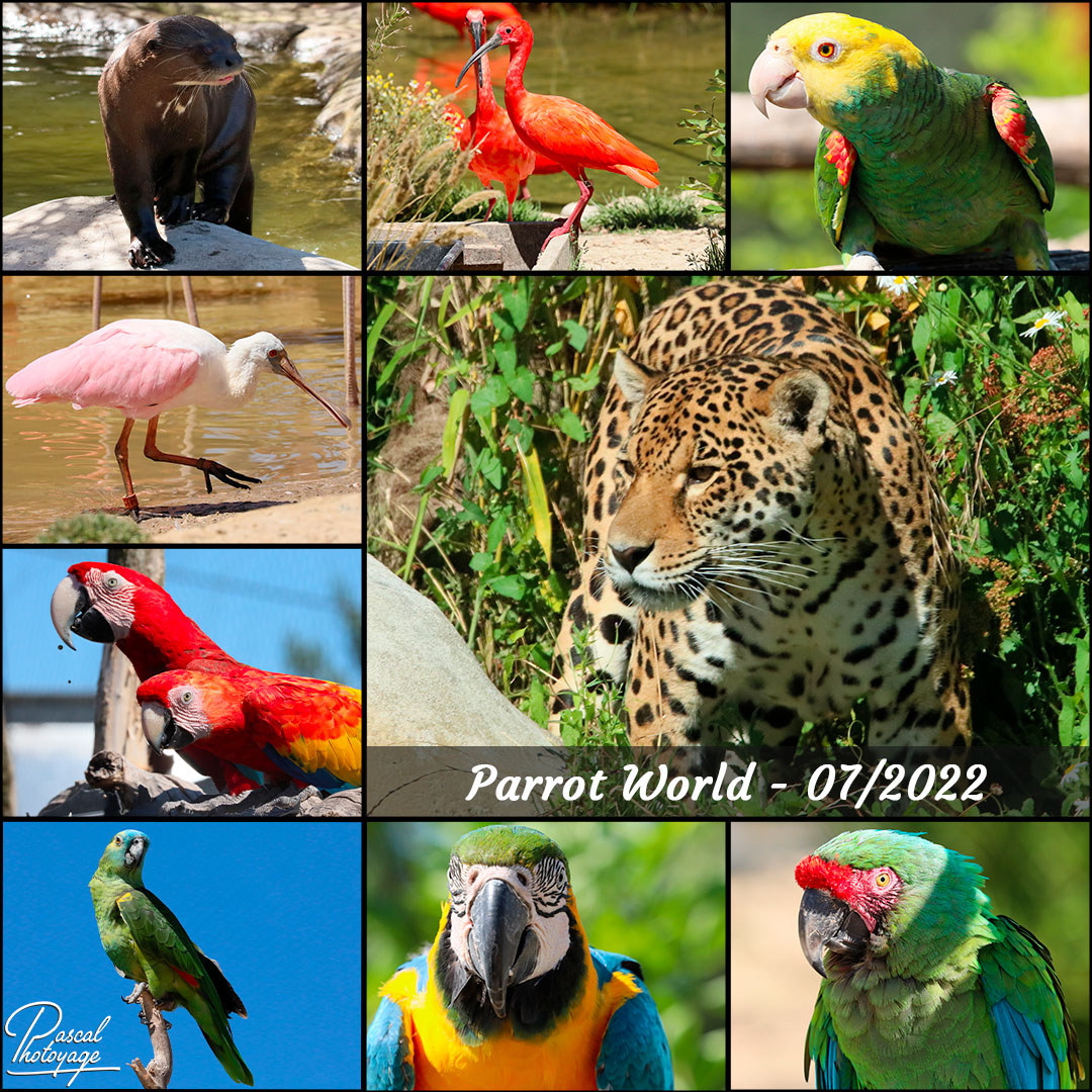 09572519_parrot_world_-_juillet_2022_-_layout_47_1080x1080.jpg