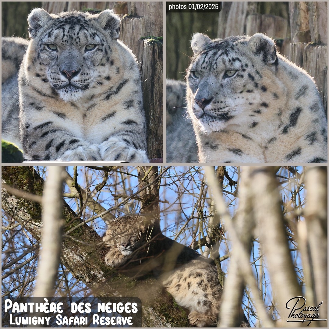 10236791_panthere_des_neiges_01_-_lumigny_safari_reserve_-_layout_72_1080x1080.jpg