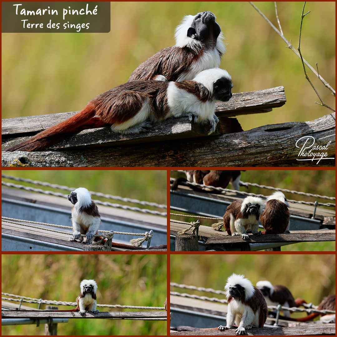 10813201_tamarin_pinche_01_-_terre_des_singes_-_layout_56_1080x1080.jpg