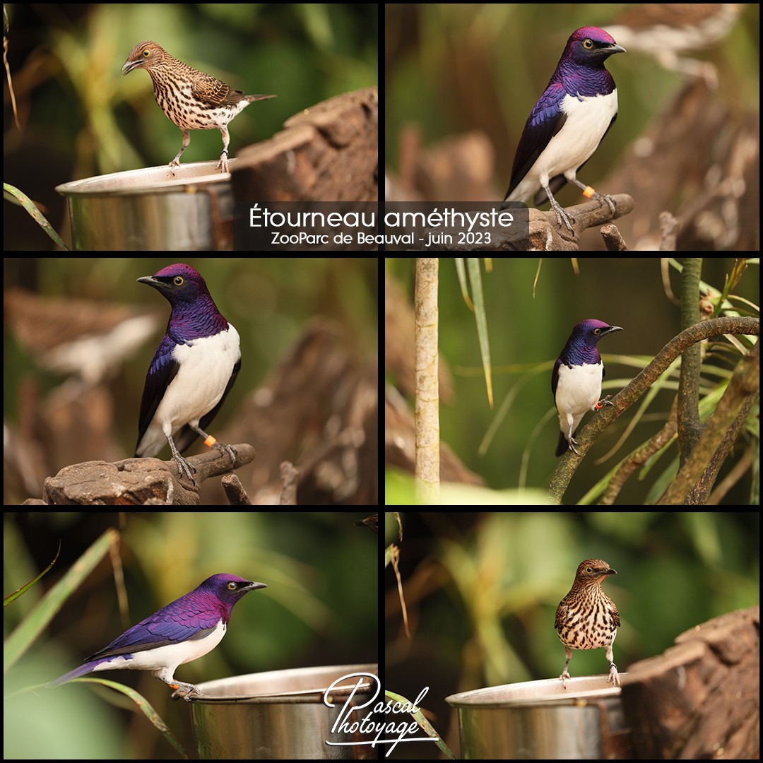 10867639_beauval_-_etourneau_amethyste_01_-_layout_71_1080x1080.jpg