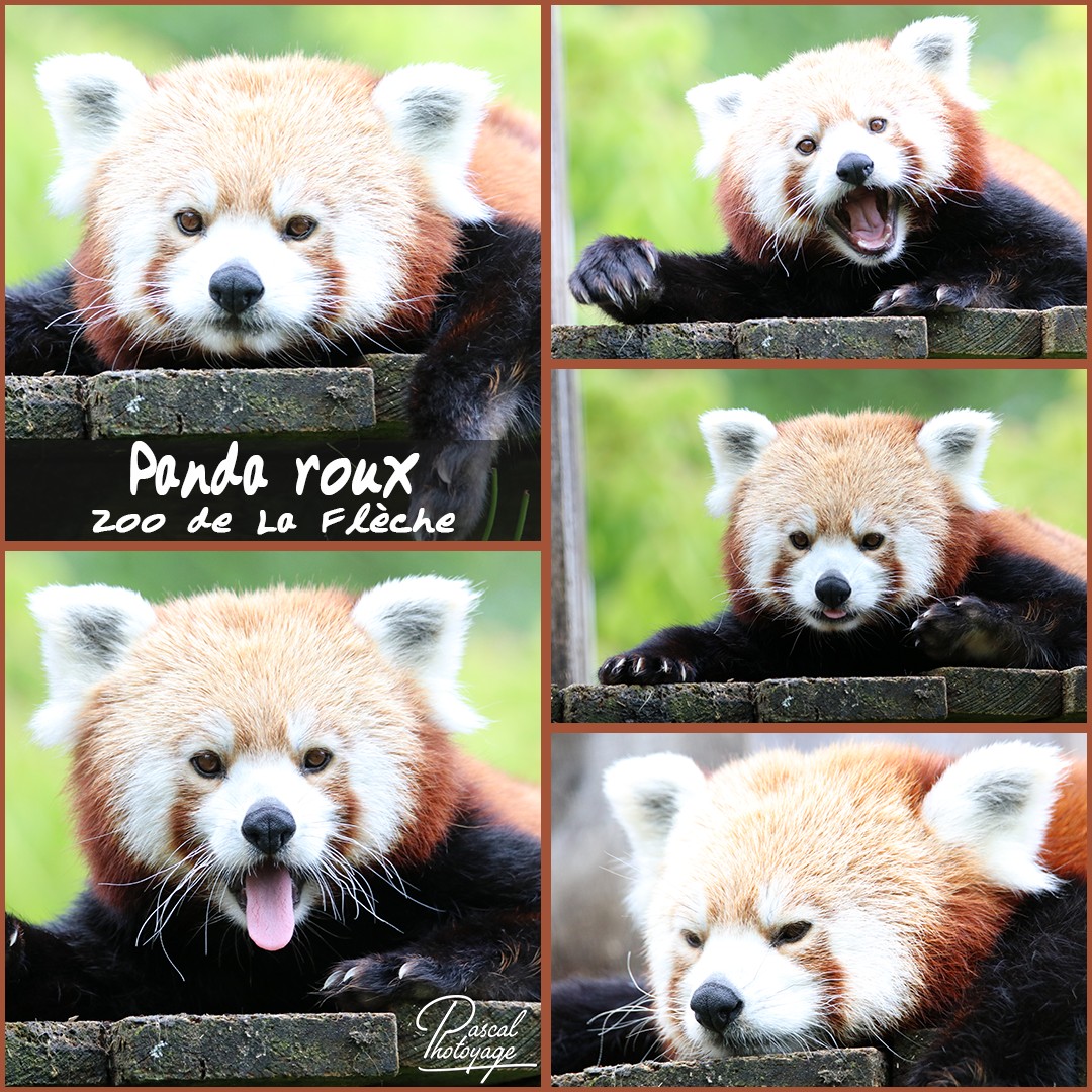 10894462_la_fleche_-_panda_roux_01_-_layout_18_1080x1080.jpg