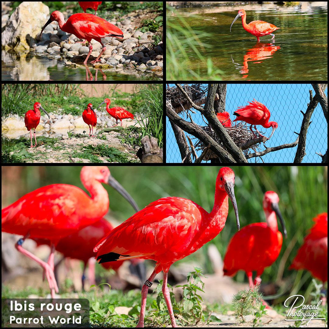 11496065_parrot_world_-_ibis_rouge_01_-_layout_55_1080x1080.jpg