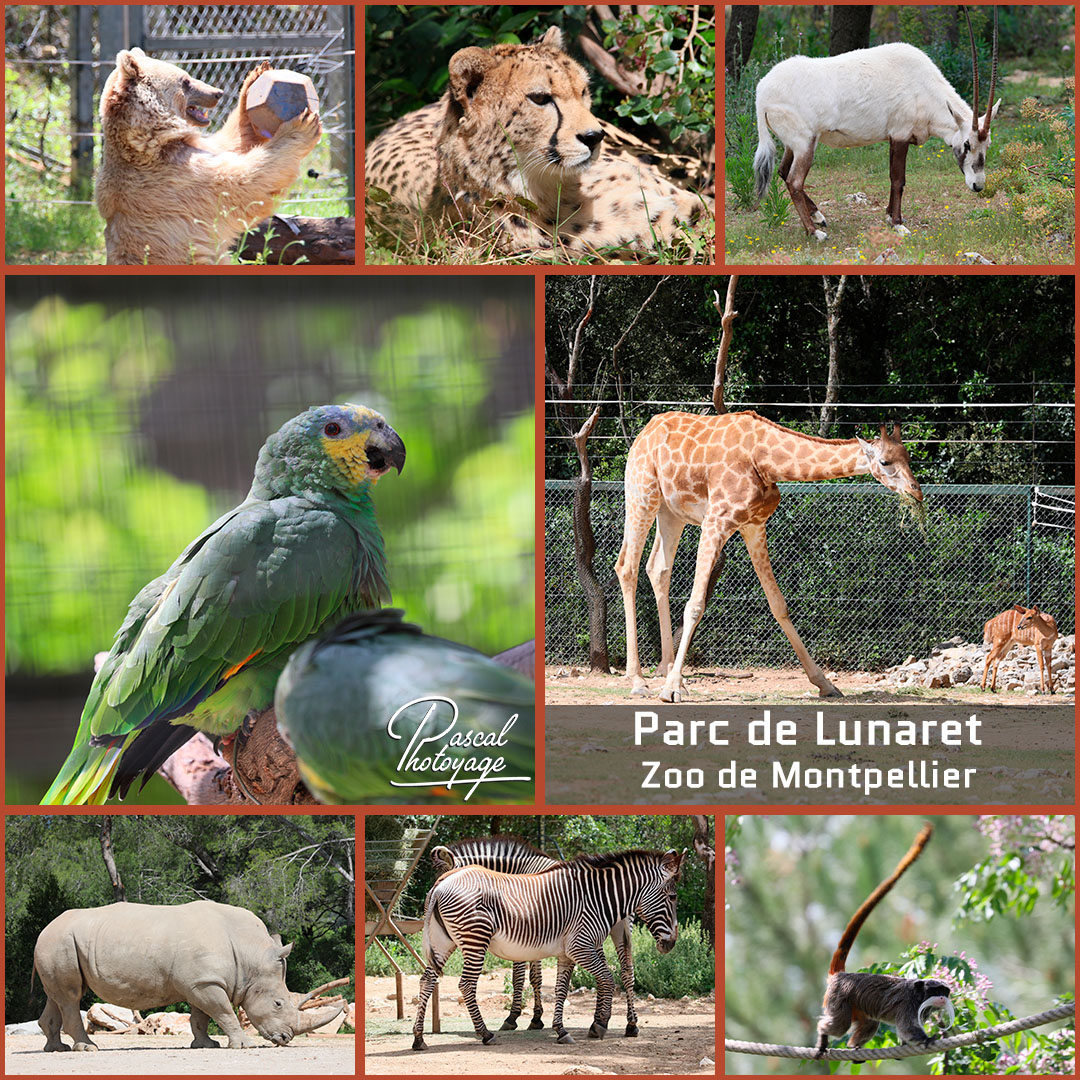 12410011_zoo_de_montpellier_01_-_layout_34_1080x1080.jpg