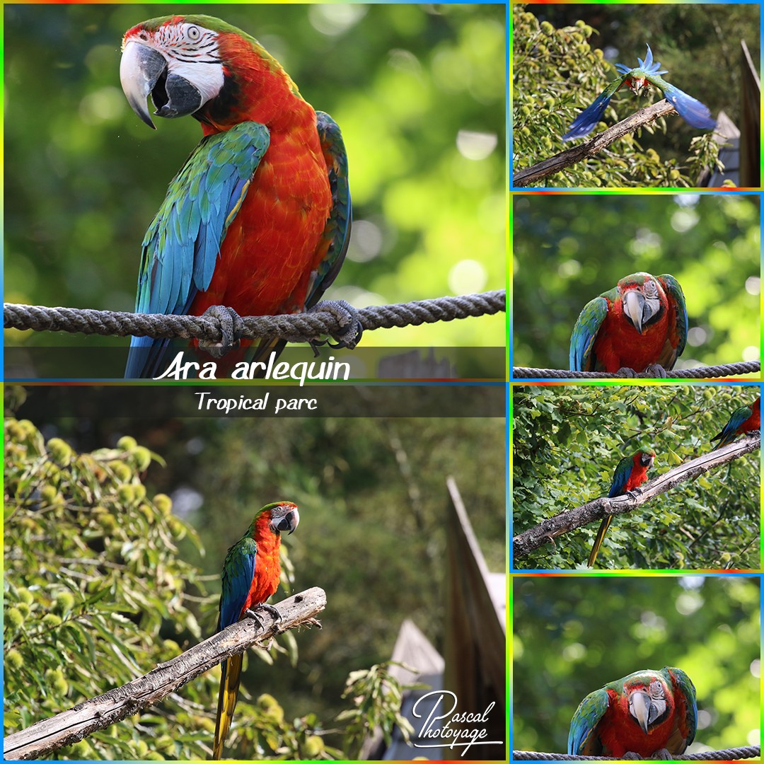 12852636_tropical_parc_-_ara_arlequin_01_-_layout_64_1080x1080.jpg