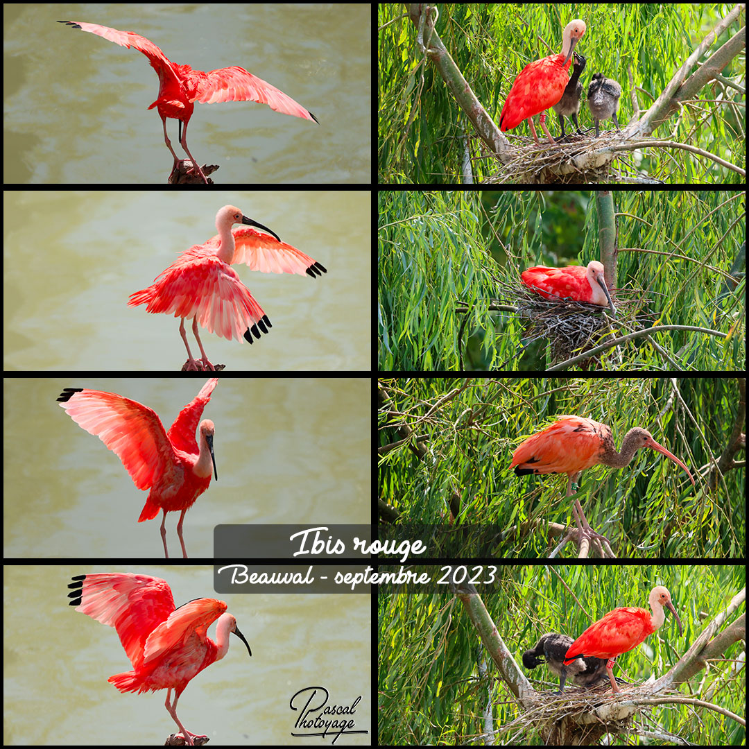 12868757_ibis_rouge_01_-_layout_54_1080x1080.jpg