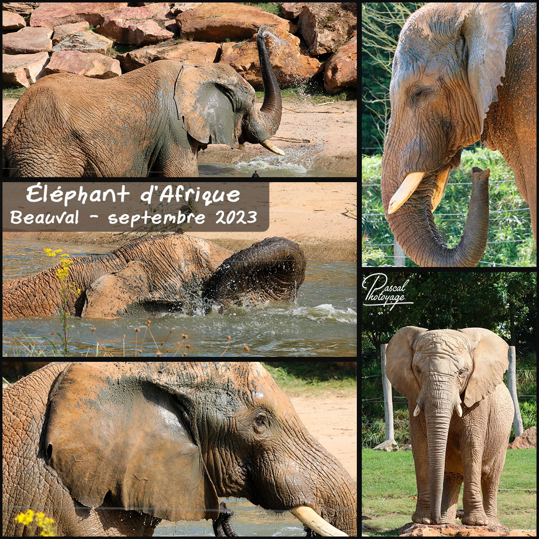 13713836_elephant_d_afrique_01_-_layout_19_1080x1080.jpg