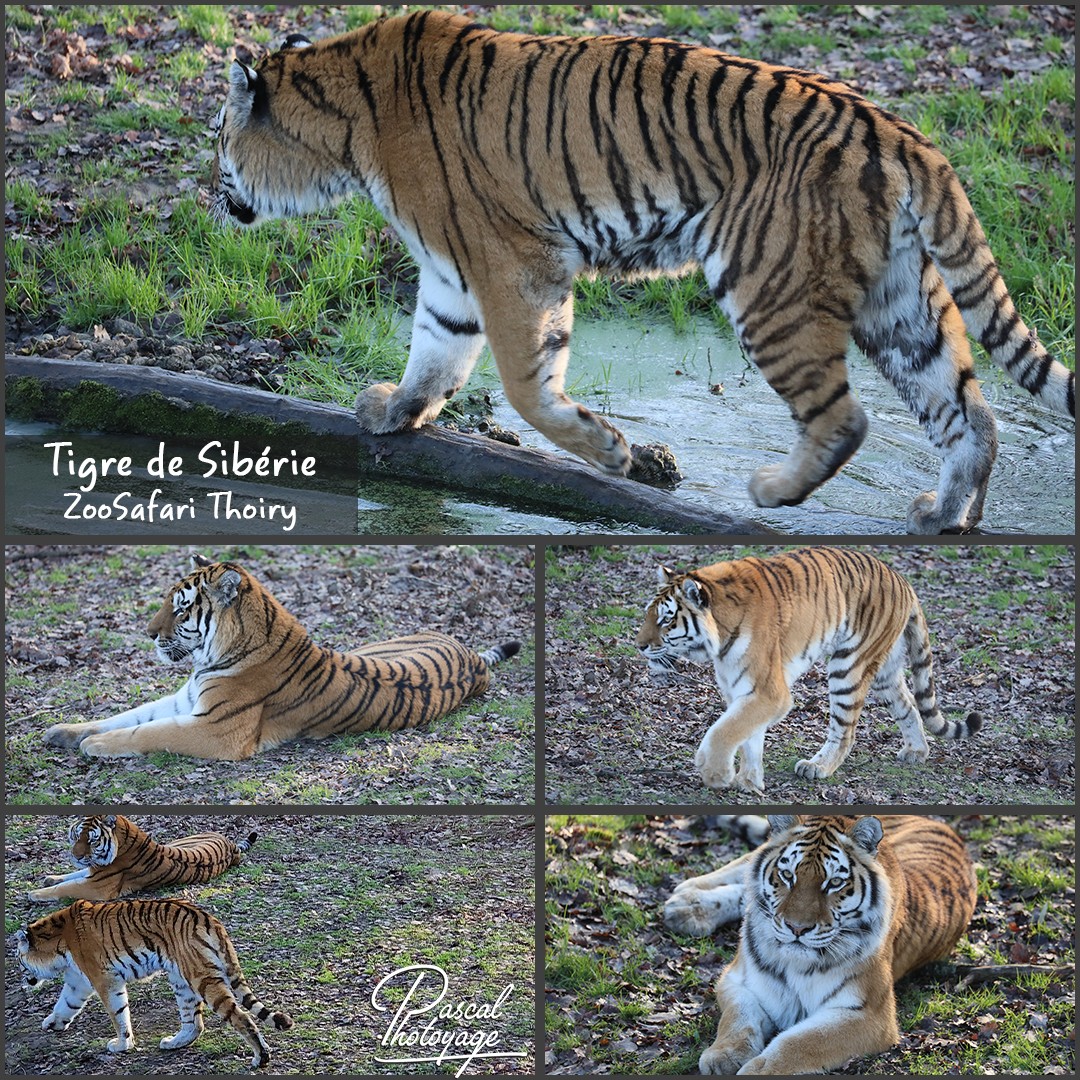 13902001_thoiry_-_tigre_siberie_01_-_layout_56_1080x1080.jpg