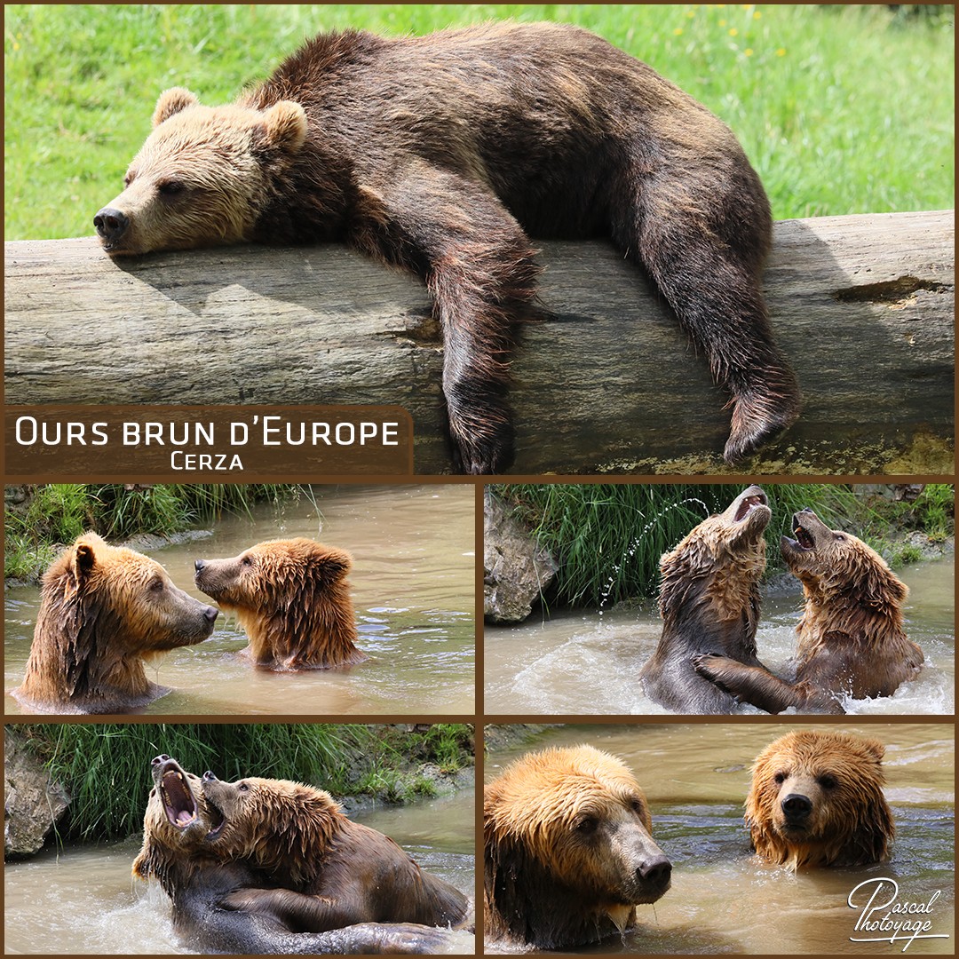 13939949_cerza_-_ours_brun_-_layout_56_1080x1080.jpg