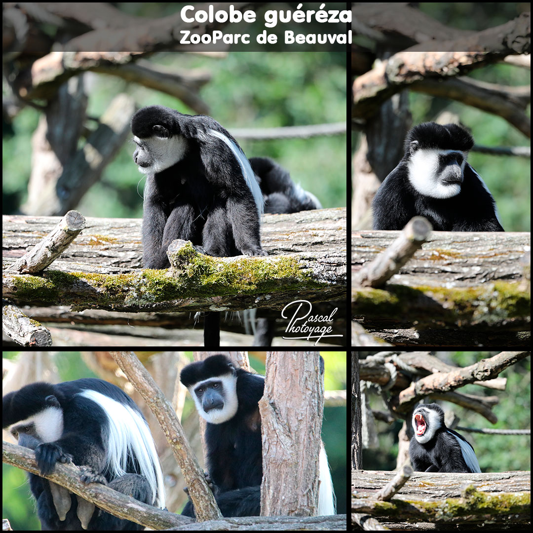 14610744_beauval_-_colobe_guereza_01_-_layout_04_1080x1080.jpg