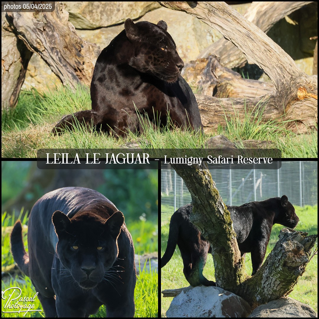15193762_jaguar_03_-_lumigny_safari_reserve_-_layout_73_1080x1080.jpg