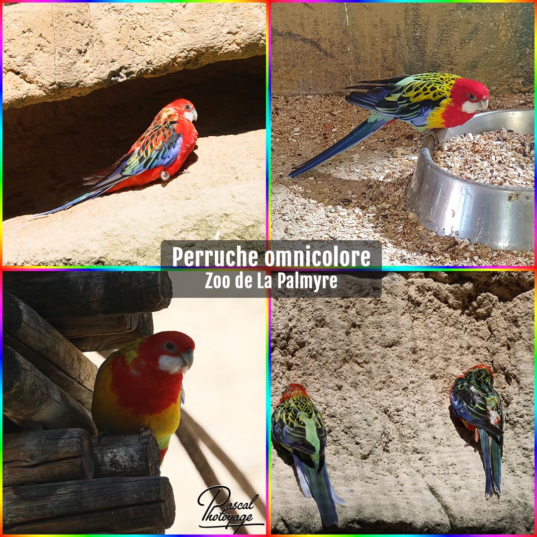 16485996_la_palmyre_-_perruche_omnicolore_01_-_layout_57_1080x1080.jpg