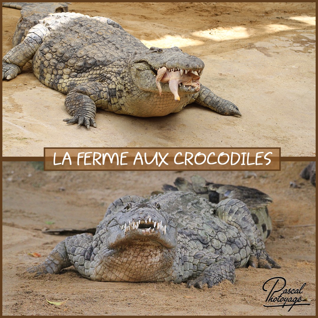 16505905_la_ferme_aux_crocodiles_01_-_layout_52_1080x1080.jpg