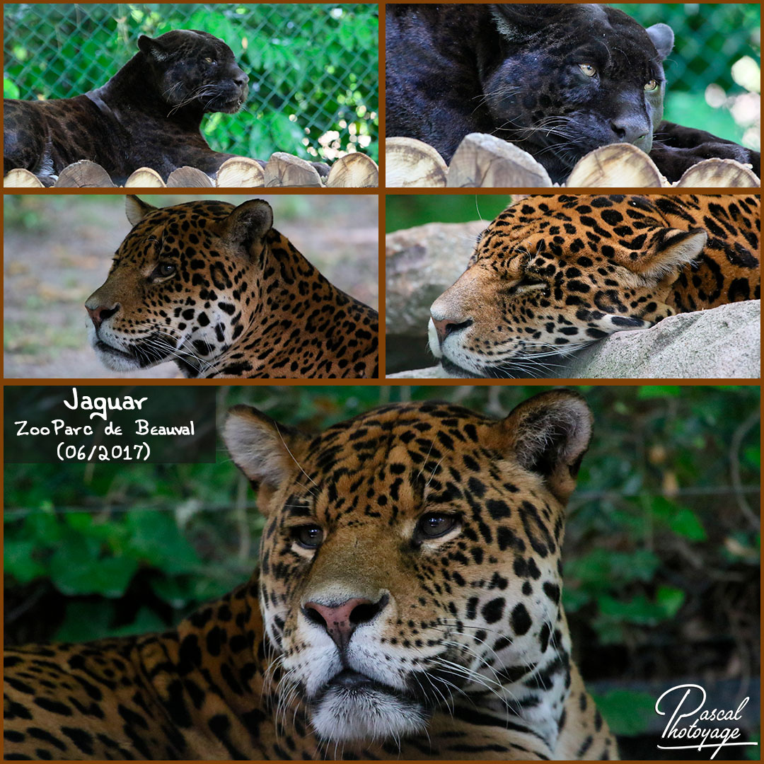 17675294_beauval_-_jaguar_01_-_layout_55_1080x1080.jpg