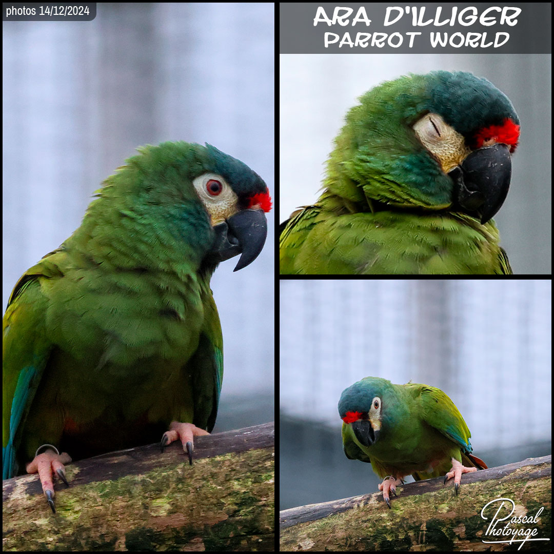 18234591_ara_d_illiger_01_-_parrot_world_-_layout_68_1080x1080.jpg