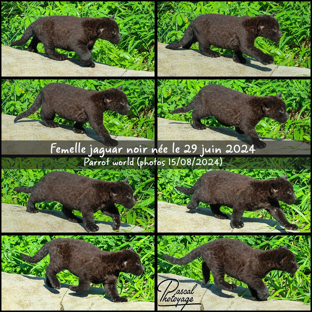 18847711_jaguar_noir_01_-_parrot_world_-_layout_53_1080x1080.jpg