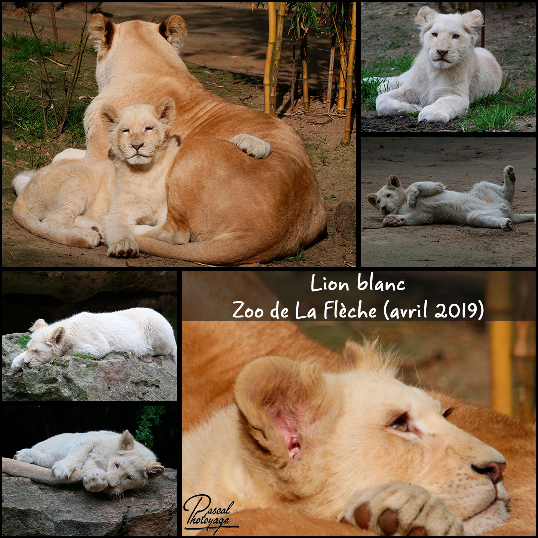 19150281_la_fleche_-_lion_blanc_01_-_layout_27_1080x1080.jpg